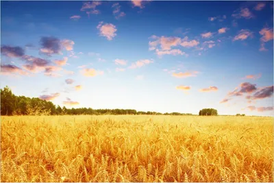 Produktbild von Wallario Poster - Weizenfeld unter blauem Himmel, Kunstdruck Größe: 61 x 91,50 cm