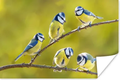 Produktbild von MuchoWow® Poster Vogel - Blaumeise - Äste - Sonne 180x120 cm - Fotoplakat