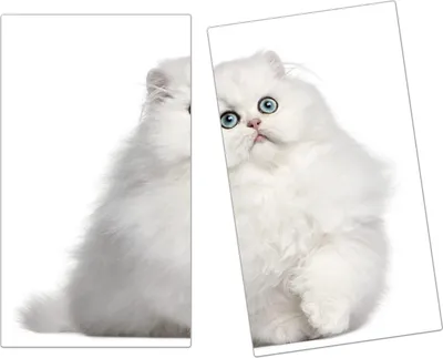 Produktbild von Spritzschutz Herdabdeckplatte Schneidebrett aus Glas Weisse Katze 2-Teilig (60x52cm)