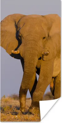 Produktbild von MuchoWow® Poster Afrikanischer Elefant im Sand 75x150 cm - Dekoration für die Wände