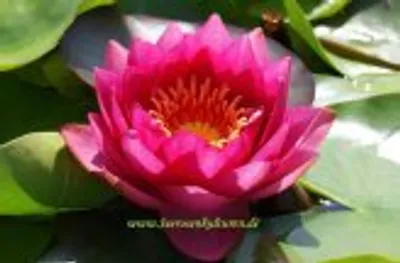 Produktbild von 1 SEEROSE der Sorte James Brydon, rote Blüte
