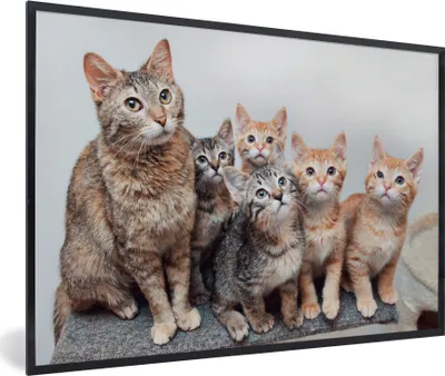 Produktbild von MuchoWow® MuchoWow® Gerahmtes Poster Katze - Kätzchen - Fell 90x60 cm - Poster mit zchwarzem Bilderrahmen - Fotorahmen - Foto-Plakat