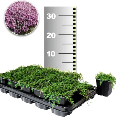 Produktbild von BALDUR Garten 25x Langhaariger Gebirgs-Thymian, Pflanzen im 9x9 cm-Topf, Thymus, winterharte Staude, Bodendecker, trockenresistent, mehrjährig, pflegeleicht, Wasserbedarf gering
