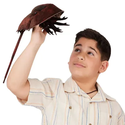 Produktbild von Folkmanis Handpuppe Horsshoe Crab / Pfeilschwanzkrebs 3218