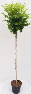 Produktbild von "Kugel-Robinie, Stämmchen (Höhe: 180-190 cm / Stammhöhe:. 125 cm), Akazie, Robinia Umbraculifera"