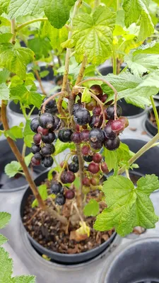 Image de Ribes nigrum 'Géant de Boskoop' / Cassissier 'Géant de Boskoop'