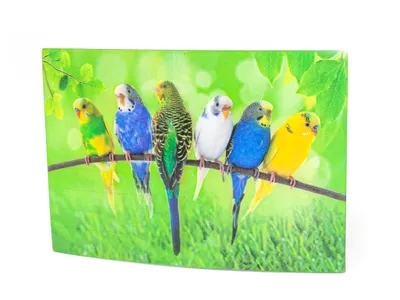 Produktbild von 3 D Ansichtskarte Wellensittiche, Postkarte Wackelkarte Hologrammkarte Tiere Tier Vogel