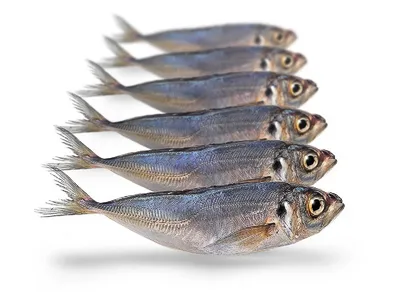 Produktbild von Köderfische Pferdemakrele - Vakuumverpackt | 15-22CM | 5-8ST