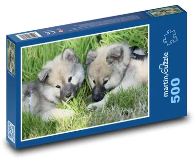 Zdjęcie produktu dla Puzzle 500 Szczenięta Eurasier - psy - martinpuzzle