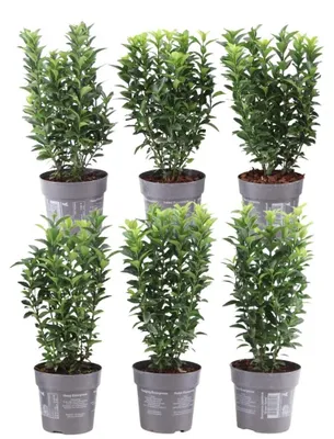 Produktbild von Plants by Frank | Grüne Spindelstrauch Hecke | Euonymus Japonicus 'Green Spire' | Heckenpflanzen | Gartenpflanzen