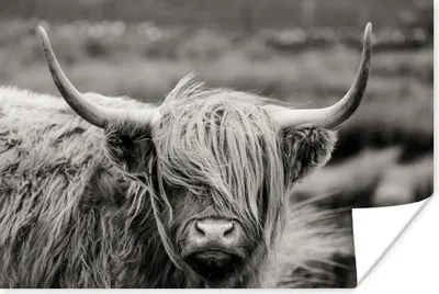 Produktbild von MuchoWow® Poster Schottischer Highlander - Kuh - Tiere - Schwarz-Weiß - Ländlich 60x40 cm - Schlafzimmerdekoration
