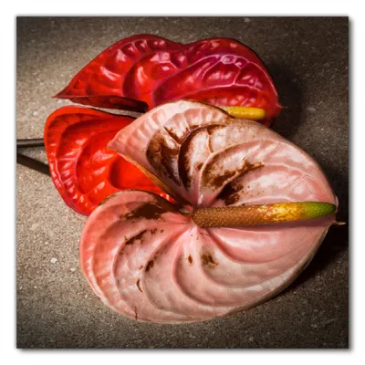 Produktbild von Wallario selbstklebende Möbelfolie/ Tischdecke für Innen und Außen, Größe: 50 x 50 cm - Blüten einer Flamingoblume - Anthurie - auf schwarzem Marmor