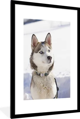 Produktbild von MuchoWow® Gerahmtes Poster Sibirischer Husky im Schnee 60x90 cm - Poster mit Schwarzem Bilderrahmen Wandposter Rahmen Foto Bilder - Dekoration - Wandposter Wohnzimmer - Hochwertig