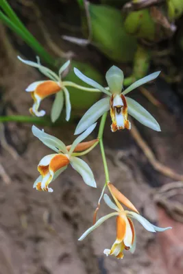 Image de Coelogyne trinervis