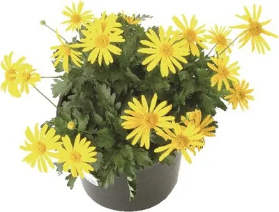 Obrázek produktu pro Kopretina žlutá Euryops chrysanthemoides květináč Ø 11 cm