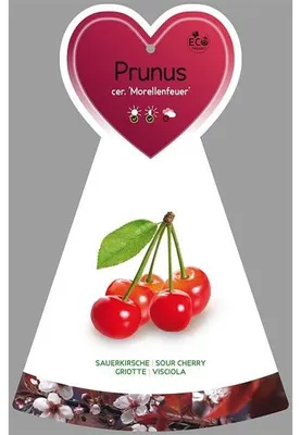 Obrázek produktu pro Prunus cerasus 'Morellenfeuer' ca. 120 cm- višeň 'Morellenfeuer'