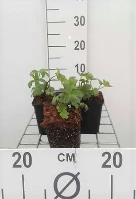 Immagine prodotto di 6 x  Astrantia major 'Lars' - Astrantia maggiore - Vaso 9 x 9 cm