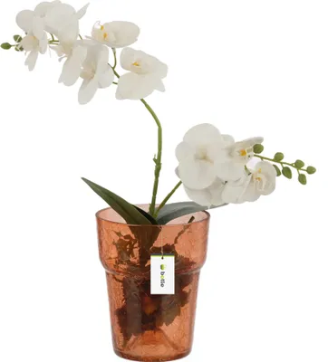 Image de Contenant à orchidées en verre D 15,5 cm H 18 cm orange Large