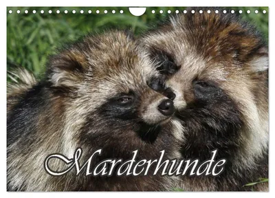 Produktbild von Marderhunde (Wandkalender 2027 DIN A4 quer), CALVENDO Monatskalender