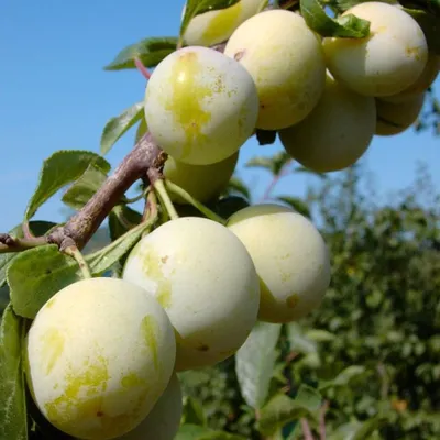 Produktbild von Miragrande (S) robuste Mirabelle Mirabellenbaum Buschbaum 110-140 cm 10 L Myrobalane