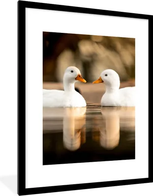 Produktbild von MuchoWow® Gerahmtes Poster Ente - Weiß - Tiere - Wasser - Vogel - Enten 60x80 cm - Poster mit Schwarzem Bilderrahmen Wandposter Rahmen Foto Bilder - Wohnzimmer - Dekorationen - Prämie