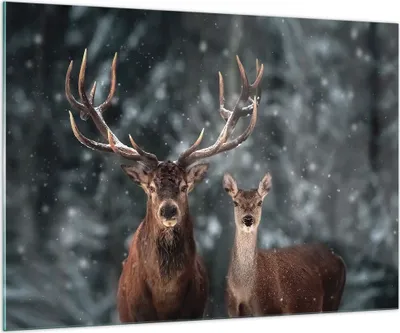 Produktbild von Bilder auf glas - Einteilig - Hirsch Rentier Reh - 100x70cm - Glasbilder - Wandbilder - Bilder - zum Aufhängen bereit - Wanddekoration aus Glas - Glas Bilder - Wandbild auf Glas - GAA100x70-5060