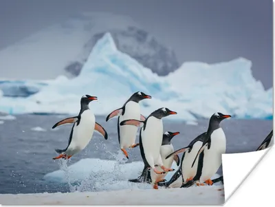 Produktbild von MuchoWow® Poster Pinguine springen aus dem Wasser 160x120 cm - Foto Plakat