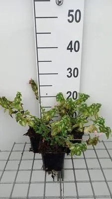 Produktbild von 6 x  Lamium mac. 'Shell Pink' - Taubnessel - Topf 9 x 9 cm