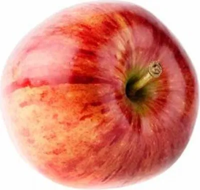 Produktbild von Malus Domestica Coxs Orange Pippin 100-120 cm Apfelbaum -  Halbstamm