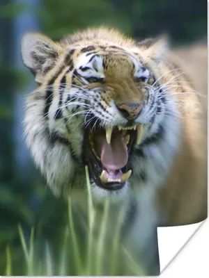 Produktbild von MuchoWow® Poster Tiger - Dschungel - Kopf 120x160 cm - Wandbilder