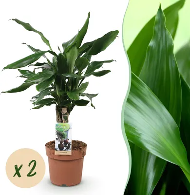 Image de Green BoutiQ - Green, c'est... Plantes d'intérieur - Dracaena fragrans Steudneri - Arbre à sang de dragon - Peu d'entretien - Vert - 2 plantes - Pot de 17 cm - Hauteur 50-55 cm