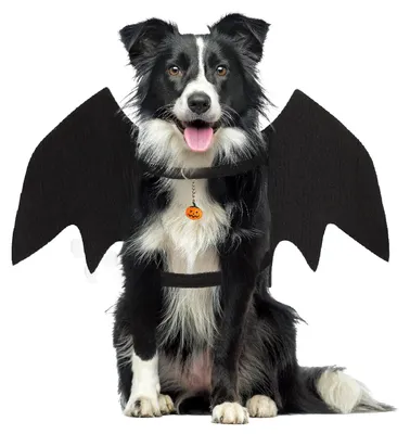 Produktbild von Fledermausflügel, Halloween-Kostüm für Hunde - Schwarz