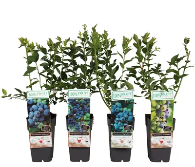Produktbild von Dehner Heidelbeere, im 4er Set Blaubeer-Liebe, 1x Brigitta Blue, 1x Goldtraube, 1x Jersey, 1x Northland, je 50-60 cm, je 2l Topf, Beerenstrauch