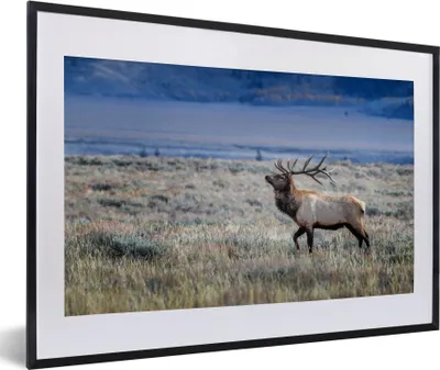 Produktbild von MuchoWow® Gerahmtes Poster Hirsche - Elche - Gras 60x40 cm - Poster mit Schwarzem Bilderrahmen Wandposter Rahmen Foto Bilder - Schlafzimmer - Plakat in Rahmen - Drucken