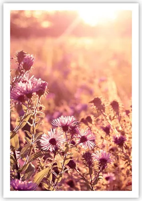 Produktbild von Poster - Poster ohne Rahmen - Wiese Blumen Sonne - 70x100 cm - Wand Bild - Wanddeko - Wandbilder - Kunstposter - Wandposter - Bilder - Kunstdruck - Wanddekoration - Wandbild - P2XPA70x100-4819