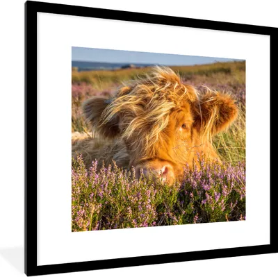Produktbild von MuchoWow® Gerahmtes Poster Schottische Highlander - Heide - Gras - Tiere 40x40 cm - Poster mit Schwarzem Bilderrahmen Wandposter Rahmen Foto Bilder - Poster - Plakat im Rahmen