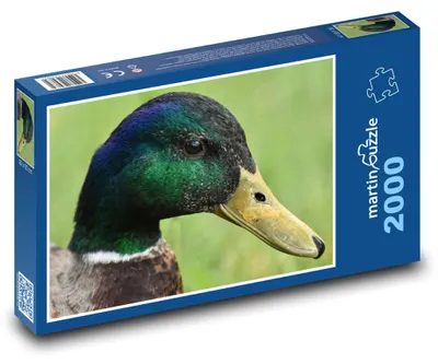 Obrázok produktu pre Puzzle 2000 Divoký kačiar v prírode - martinpuzzle