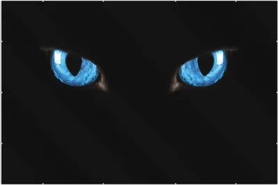 Produktbild von Wallario Wandbild Blaue Katzenaugen bei Nacht, Größe: 61 x 91,5 cm, Poster mit rahmenlosen Bildhalter