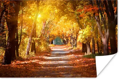 Produktbild von MuchoWow® Poster Ein Waldweg im Herbst 30x20 cm - Plakate - Print
