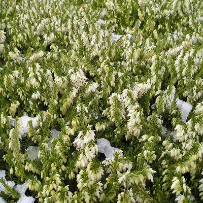 Image de 2 x Bruyère blanche à floraison hivernale - Erica darleyensis | 15-20 cm en conteneur