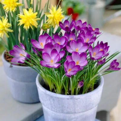 Imagen del producto de Bulbos de crocus botánicos, resistentes al invierno y perennes. Variedad "Ruby Giant". 50 bulbos de flores exclusivos. Plantas auténticas de Holanda, ideales para jardín, balcón y macetas (no son semillas, no son artificiales)