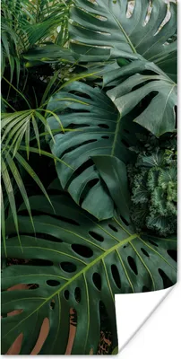 Produktbild von MuchoWow® Poster Pflanzen - Dschungel - Blätter - Tropisch 20x40 cm - Plakat - Foto