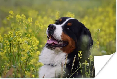 Produktbild von MuchoWow® Poster Ein Berner Sennenhund zwischen gelben Blumen 120x80 cm - Bilder