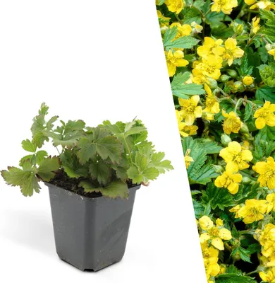 Produktbild von Plants by Frank | 48 Dreiblatt Golderdbeere Pflanzen | Waldsteinia Ternata | Bodendecker | Winterhart | Mehrjährig | Waldsteinie | Stauden | Immergrün | Gartenpflanzen