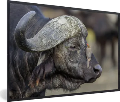 Produktbild von MuchoWow® MuchoWow® Gerahmtes Poster Büffel - Vogel - Tiere 90x60 cm - Poster mit zchwarzem Bilderrahmen - Fotorahmen - Foto-Plakat
