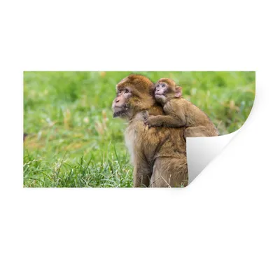 Produktbild von MuchoWow® Wandtattoo Wandsticker Wandaufkleber Affe - Baby - Gras 120x60 cm Selbstklebend und Repositionierbar - Sticker - Dekorfolie