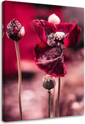 Produktbild von Leinwandbild rote mohnblumen auf einer wiese 60x90 cm Feeby rosa wandbild bereit zum aufhängen