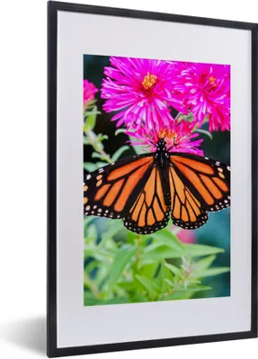 Produktbild von MuchoWow® Gerahmtes Poster Schmetterling - Botanisch - Blume 40x60 cm - Poster mit Schwarzem Bilderrahmen Wandposter Rahmen Foto Bilder - Poster in Rahmen