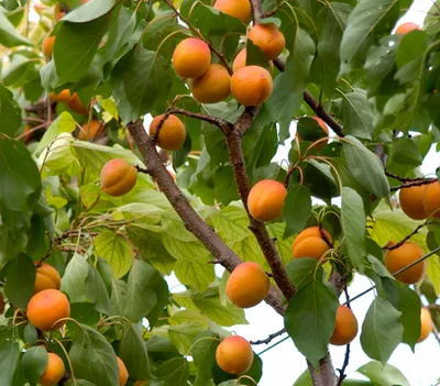Produktbild von Dehner Aprikose Hargrand, buschiger Wuchs, Selbstbefruchter-Sorte, Aprikosenbaum mit süss-säuerlichen Früchten, 9.5 l Topf, Obstbaum