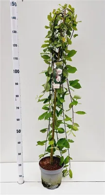 Immagine prodotto di Salix caprea 'Kilmarnock' - Salice | 120 cm in vaso